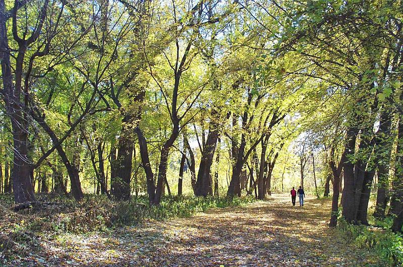 Gold Trees FSSP.JPG
